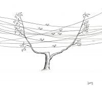 Birds on Wires